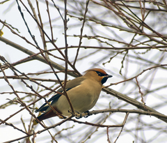 Bombycilla garrulus