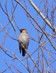 Bombycilla garrulus