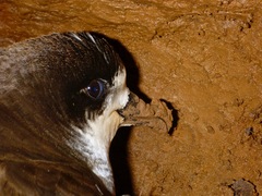 Pterodroma sandwichensis