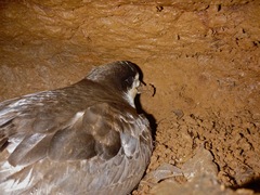 Pterodroma sandwichensis