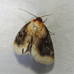 Chrysoecia scira