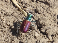Cicindela scutellaris scutellaris