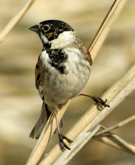 Emberiza schoeniclus