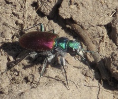 Cicindela scutellaris scutellaris