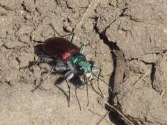 Cicindela scutellaris scutellaris