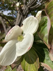 Cornus florida