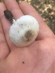 Agaricus micromegethus