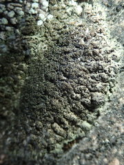 Phaeophyscia sciastra