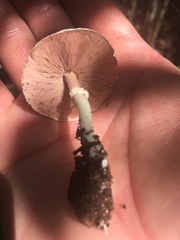 Agaricus micromegethus