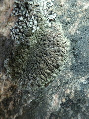 Phaeophyscia sciastra