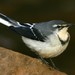 Mountain Wagtail - Photo (c) markus lilje, some rights reserved (CC BY-NC-ND), uploaded by markus lilje