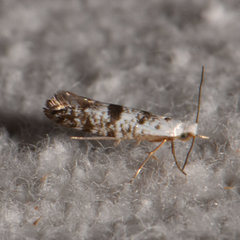 Argyresthia thuiella