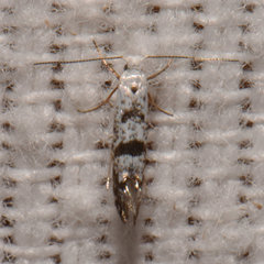 Argyresthia thuiella