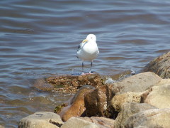 Larus argentatus image