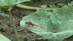Erythemis mithroides