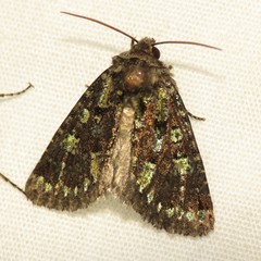 Paramiana smaragdina