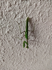 Sphodromantis viridis