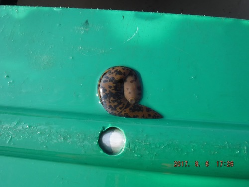 Haemopis grandis