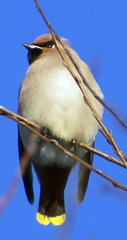 Bombycilla garrulus