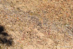 Trifolium glomeratum