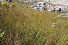 Elegia hookeriana
