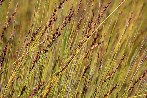 Image of Elegia hookeriana by (c) Tony Rebelo, some rights reserved (CC BY-SA)