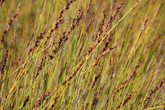 Elegia hookeriana
