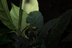 Cleidion brevipetiolatum
