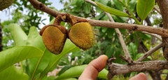 Annona crassiflora