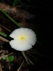 Leucocoprinus fragilissimus image