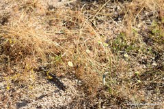 Trifolium glomeratum