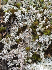 Stereocaulon vesuvianum