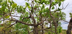 Annona crassiflora