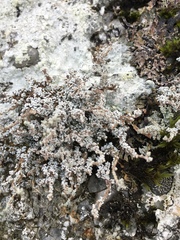 Stereocaulon vesuvianum