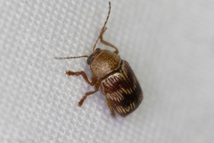 Cryptocephalus implacidus