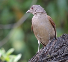 Turdus leucomelas