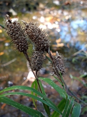 Carex typhina