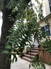 Gleditsia triacanthos