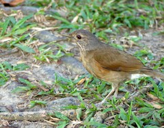 Turdus leucomelas
