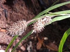 Carex typhina