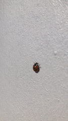 Harmonia axyridis