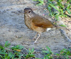 Turdus leucomelas