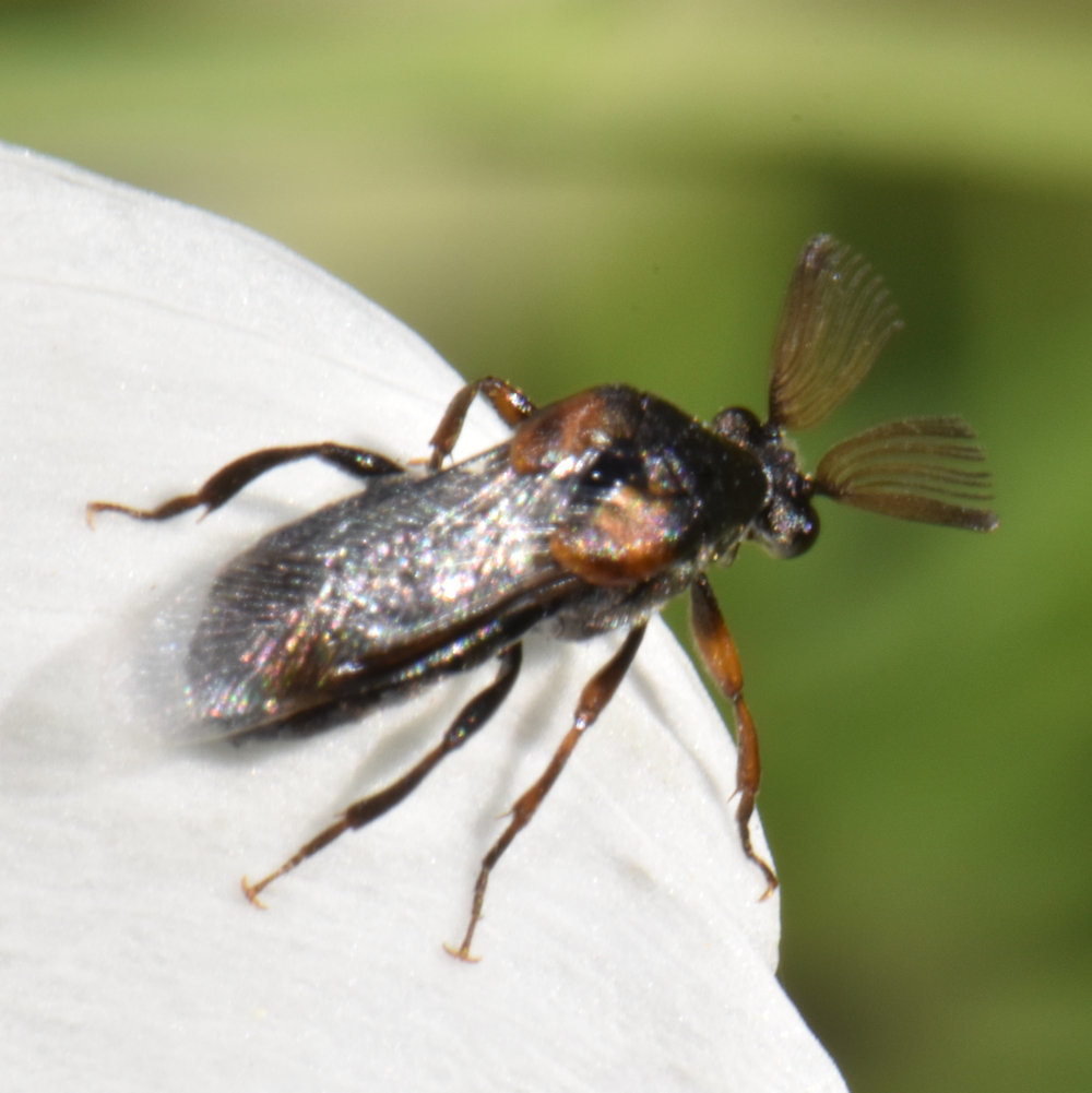 Ripiphorus fasciatus