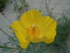 Papaveraceae