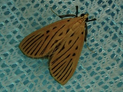 Tyspanodes striatus