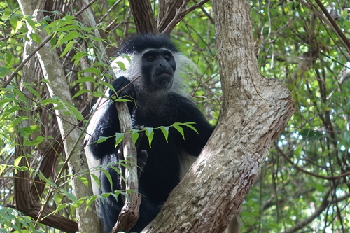Angola Colobus