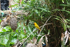 Ploceus bojeri