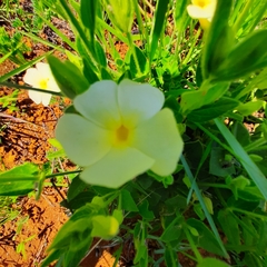 Hibiscus aethiopicus