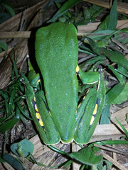 Phyllomedusa burmeisteri