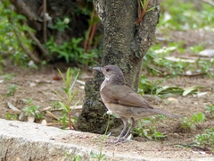 Turdus leucomelas